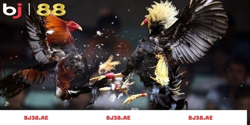 BJ27 cá cược đá gà có hợp pháp tại Việt Nam không? - Khám Phá Các Khía Cạnh Pháp Lý