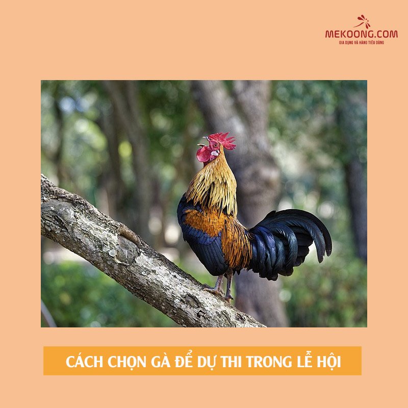 Chơi đá gà online ở BJ27 có bị lừa đảo không? Sự thật được tiết lộ!