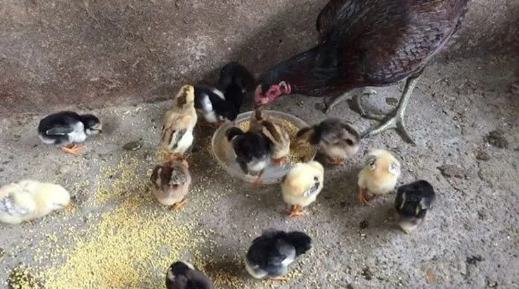Làm sao để thắng lớn khi chơi đá gà tại BJ27? - Khám Phá Bí Quyết Thành Công