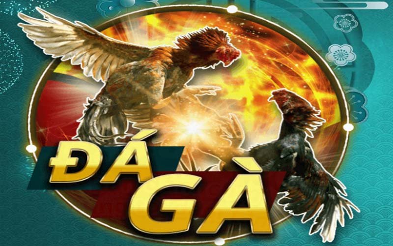 Giới thiệu sân chơi đá gà cá cược online của BJ27 - Trải nghiệm giải trí đỉnh cao