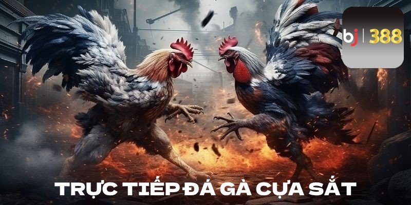 Trực tiếp đá gà cựa sắt bj27 có bình luận tiếng Việt không? - Khám Phá Thế Giới Đá Gà Sôi Động