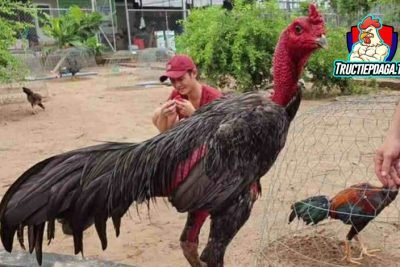 Đá gà Thomo Campuchia trên bj27 có hợp pháp không? - Phân tích sự thật và quy định