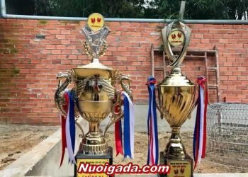 Đá gà Thomo Campuchia trên bj27 có hợp pháp không? - Phân tích sự thật và quy định