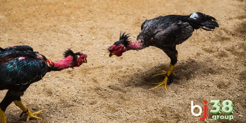 Làm thế nào để xem đá gà trực tiếp Thomo bj27? - Hướng dẫn chi tiết cho người yêu thích đá gà