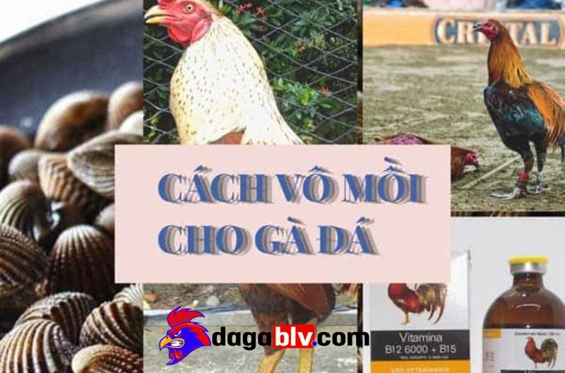 Xem đá gà trực tiếp Campuchia trên bj27 cần làm gì để thưởng thức tối đa?